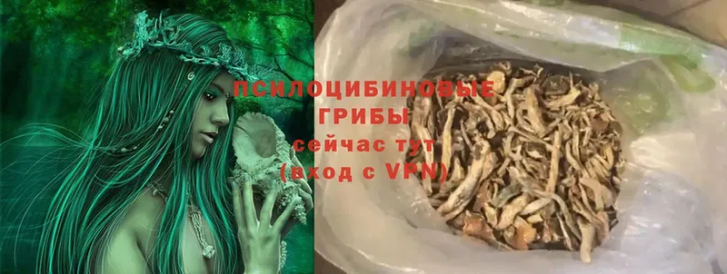 Галлюциногенные грибы Psilocybine cubensis Городовиковск